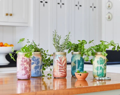 Modern Sprout Herb Garden Jar-Basil