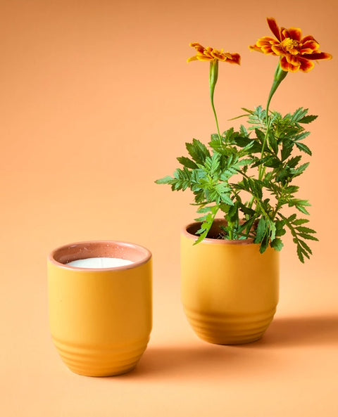 Garden Vibes Candle/Planter - Golden Moments/Sage