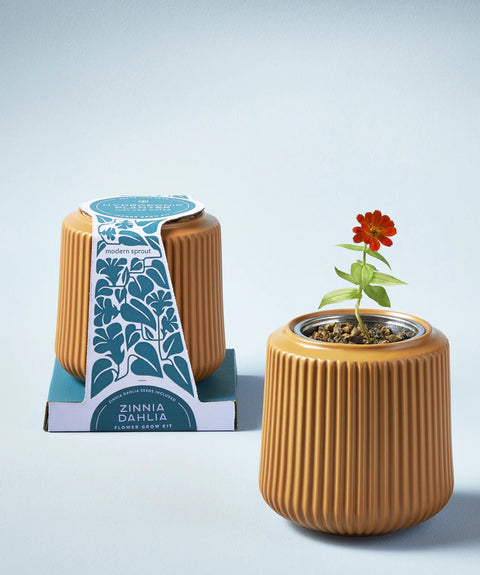 Modern Sprout Flower Grow Kit-Zinnia Dahlia