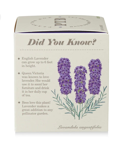 Heath Lavender Plant The Box Candle